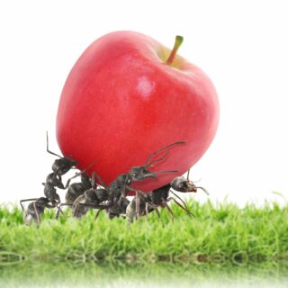 Comment se débarrasser des fourmis à la maison sans produits chimiques