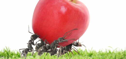 Comment se débarrasser des fourmis à la maison sans produits chimiques