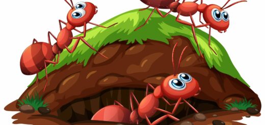 fourmi dans la maison