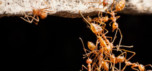 fourmis-dans-la-maison