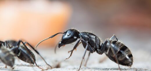 se debarasser des-fourmies