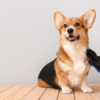 Enlever Poils d'Animaux sur les Vêtements