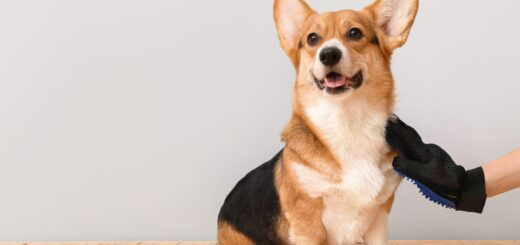 Enlever Poils d'Animaux sur les Vêtements