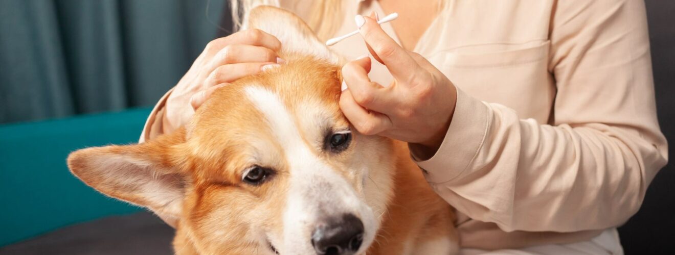 Comment retirer les poils de chien sur du tissu ? Trucs et astuces