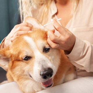 Nettoyage de la maison : Voici les produits ménagers toxiques pour les chiens