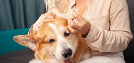 Nettoyage de la maison : Voici les produits ménagers toxiques pour les chiens