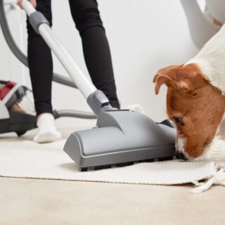 Produits Domestiques Toxiques pour Chien : Évitez Ces Dangers