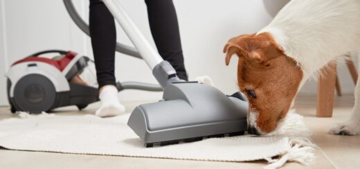 Comment se débarrasser des poils d'animaux de votre domicile