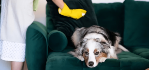 Comment enlever facilement les poils d'animaux sur le canapé