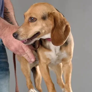 Formation des Chiens Détecteurs de Punaises de Lit